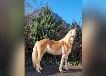 Haflinger, Caballo castrado, 4 años, 148 cm, Alazán