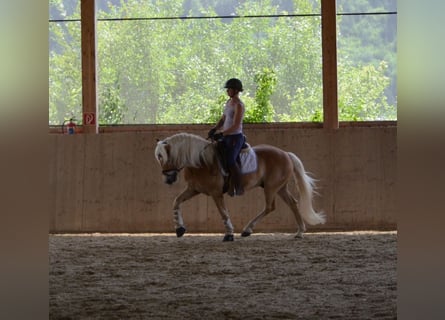 Haflinger, Caballo castrado, 4 años, 150 cm, Alazán