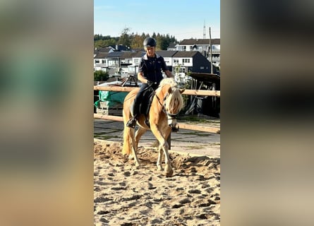 Haflinger, Caballo castrado, 4 años, 150 cm, Alazán