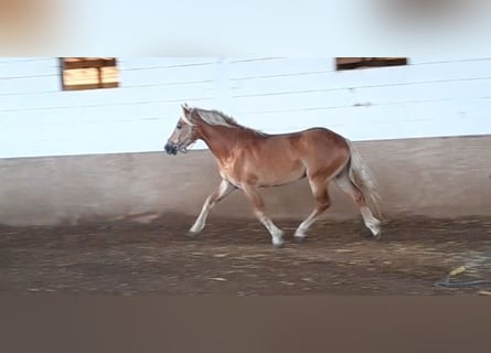 Haflinger, Caballo castrado, 4 años, 151 cm, Alazán