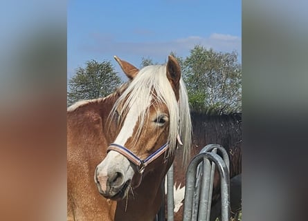 Haflinger, Caballo castrado, 4 años, 152 cm, Alazán