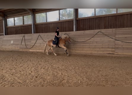 Haflinger, Caballo castrado, 4 años, 155 cm, Alazán