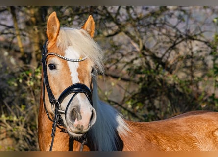 Haflinger, Caballo castrado, 4 años, 155 cm, Alazán