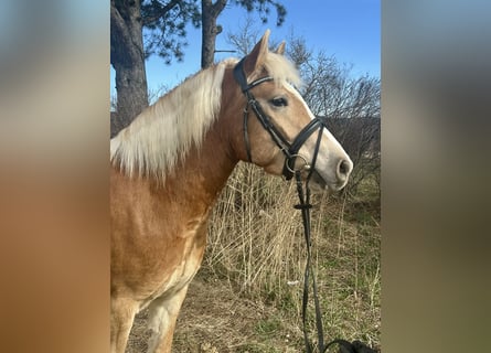 Haflinger, Caballo castrado, 5 años, 143 cm, Alazán