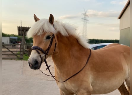 Haflinger, Caballo castrado, 5 años, 145 cm, Alazán