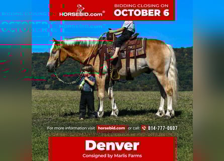 Haflinger, Caballo castrado, 5 años, 145 cm