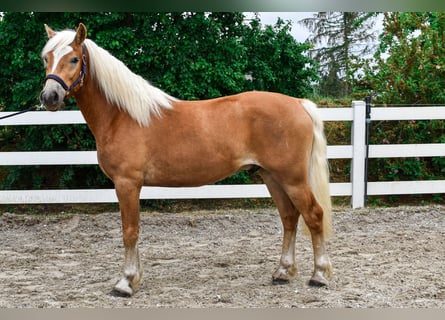 Haflinger, Caballo castrado, 5 años, 146 cm, Alazán
