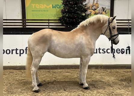 Haflinger, Caballo castrado, 5 años, 150 cm, Alazán