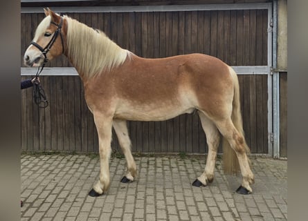 Haflinger, Caballo castrado, 5 años, 154 cm, Alazán