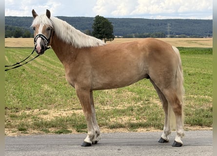 Haflinger, Caballo castrado, 5 años, 154 cm, Alazán