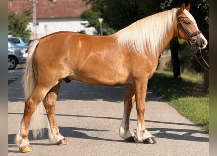 Haflinger Mestizo, Caballo castrado, 5 años, 155 cm, Alazán