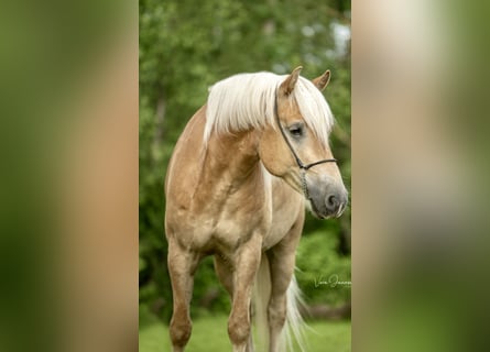 Haflinger, Caballo castrado, 5 años, 158 cm, Alazán