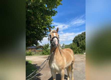 Haflinger, Caballo castrado, 5 años, 160 cm, Alazán