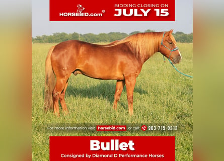 Haflinger, Caballo castrado, 6 años, 140 cm, Alazán rojizo