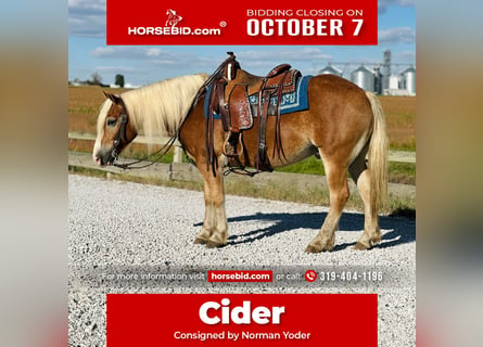 Haflinger, Caballo castrado, 6 años, 142 cm, Alazán rojizo