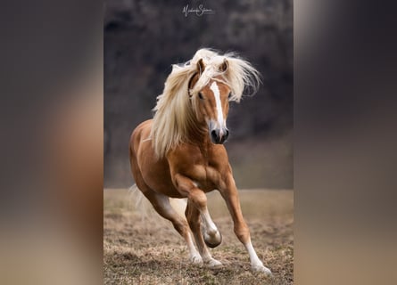 Haflinger, Caballo castrado, 6 años, 150 cm, Alazán