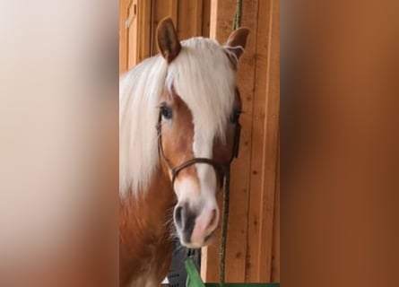 Haflinger, Caballo castrado, 6 años, 150 cm, Alazán