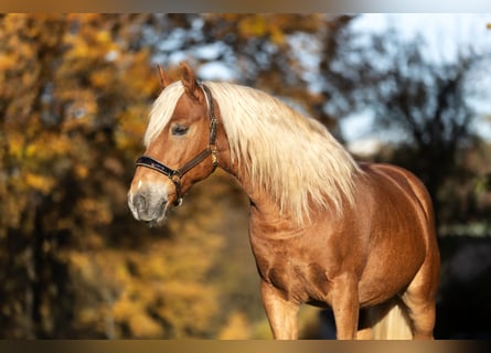 Haflinger Mestizo, Caballo castrado, 6 años, 155 cm, Alazán
