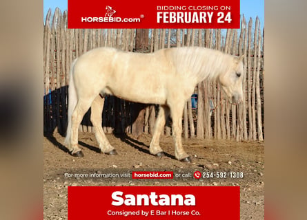 Haflinger Mestizo, Caballo castrado, 7 años, 150 cm, Palomino