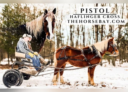 Haflinger, Caballo castrado, 8 años, 142 cm, Alazán rojizo