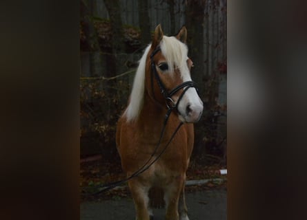 Haflinger, Caballo castrado, 8 años, 143 cm, Alazán