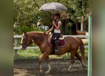 Haflinger Mestizo, Caballo castrado, 8 años, 145 cm, Alazán