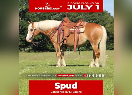 Haflinger, Caballo castrado, 8 años, 145 cm, Palomino