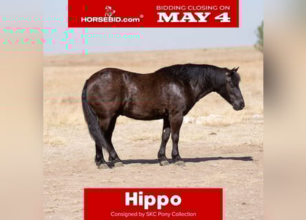 Haflinger Mestizo, Caballo castrado, 8 años, Negro