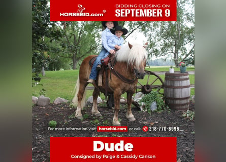 Haflinger, Caballo castrado, 9 años, 137 cm