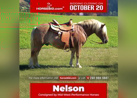 Haflinger, Caballo castrado, 9 años, 137 cm, Ruano alazán