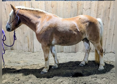 Haflinger, Caballo castrado, 9 años, 140 cm, Alazán rojizo