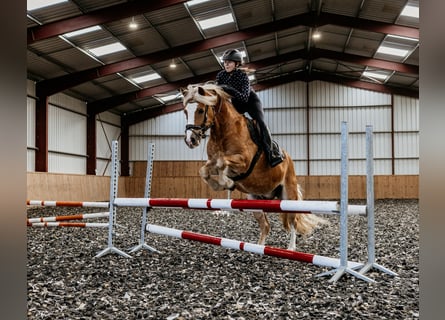 Haflinger Mestizo, Caballo castrado, 9 años, 145 cm, Alazán