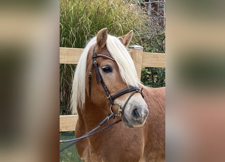 Haflinger, Caballo castrado, 9 años, 148 cm, Alazán