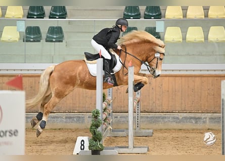 Haflinger, Caballo castrado, 9 años, 150 cm, Alazán