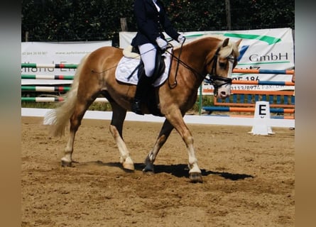 Haflinger, Caballo castrado, 9 años, 153 cm, Alazán