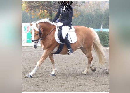 Haflinger, Caballo castrado, 9 años, 153 cm, Alazán