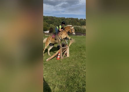 Haflinger, Caballo castrado, 9 años, 155 cm, Alazán