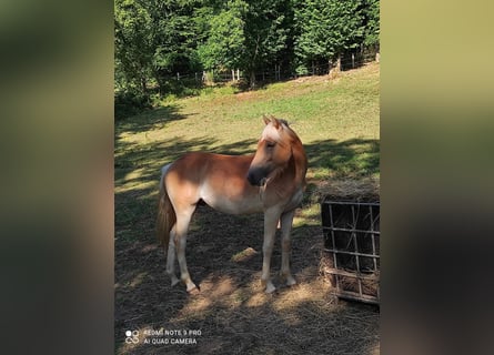 Haflinger, Étalon, 1 Année, 140 cm, Alezan