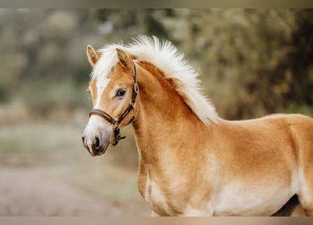 Haflinger, Étalon, 1 Année, 150 cm, Alezan