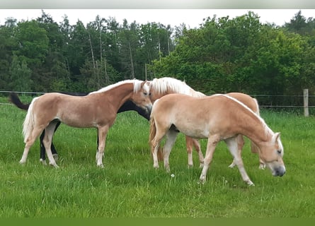 Haflinger, Étalon, 1 Année, 150 cm, Alezan