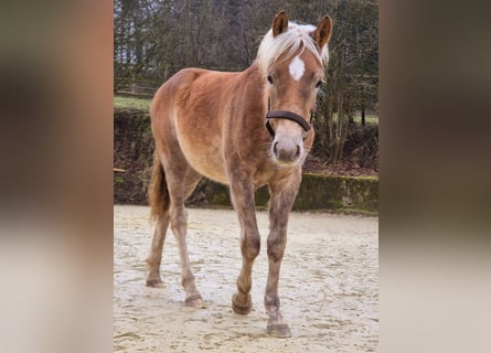 Haflinger, Étalon, 1 Année, 150 cm, Alezan