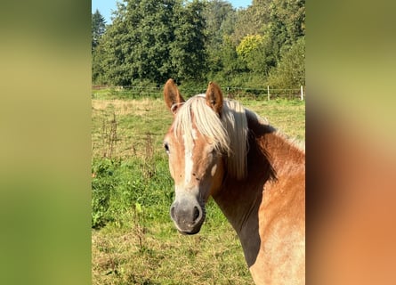 Haflinger, Étalon, 1 Année, Alezan