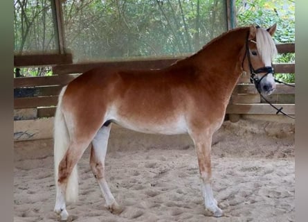 Haflinger, Étalon, 2 Ans, 150 cm, Alezan