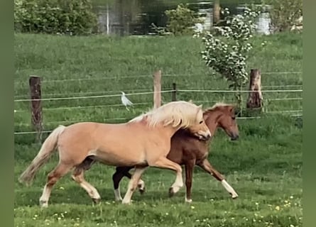 Haflinger, Étalon, 2 Ans, 152 cm, Alezan