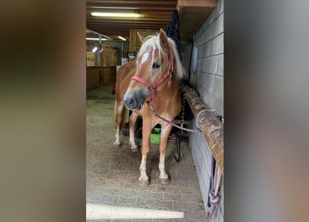 Haflinger, Étalon, 3 Ans, 152 cm, Alezan