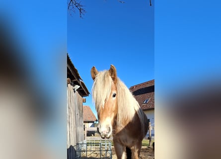 Haflinger, Étalon, 3 Ans