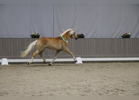 Haflinger, Étalon, 5 Ans, 153 cm, Alezan