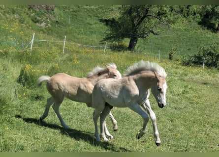 Haflinger, Étalon, Poulain (02/2026), 150 cm