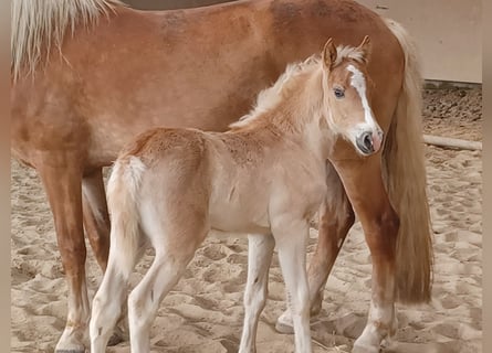 Haflinger, Étalon, Poulain (04/2024), 153 cm, Alezan