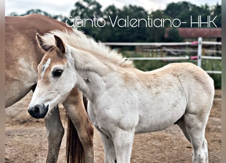 Haflinger, Étalon, Poulain (05/2024), 154 cm